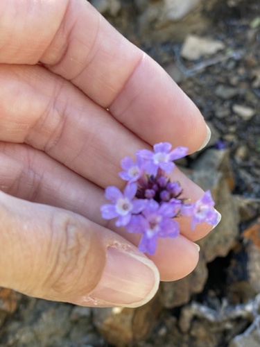 Verbena lilacina