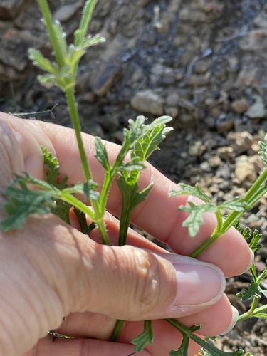 Verbena lilacina