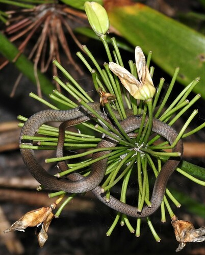 Common Tree Snake sighting