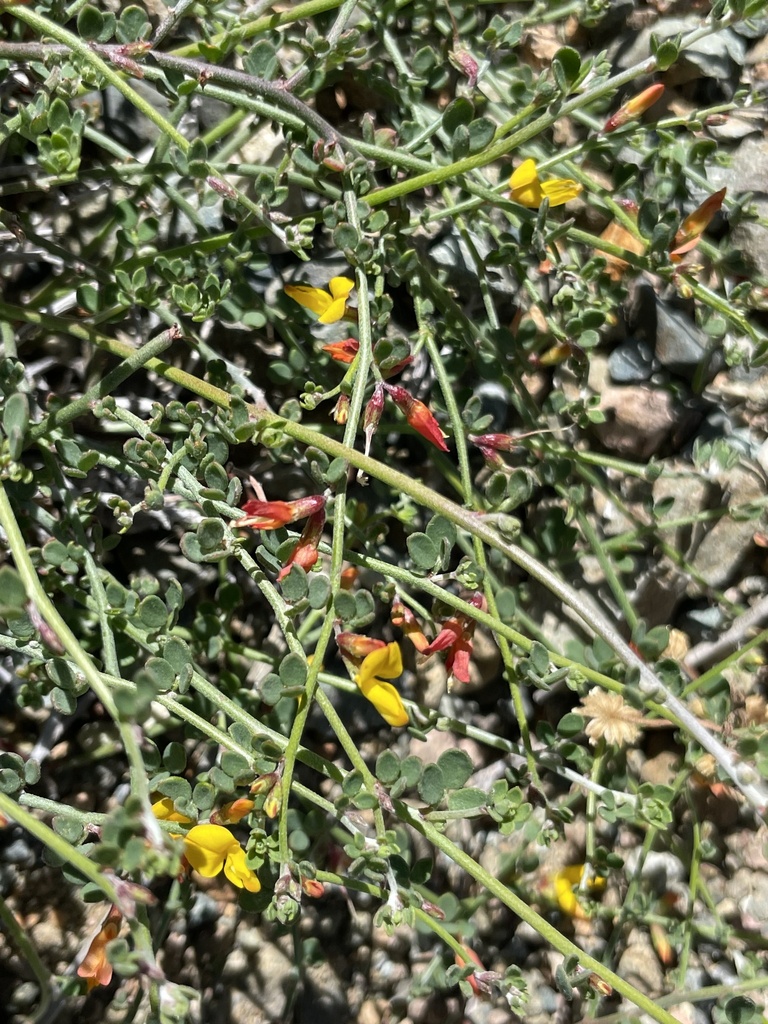 Acmispon nudatus