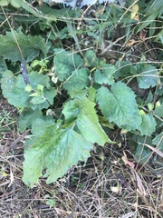 Crepidiastrum denticulatum
