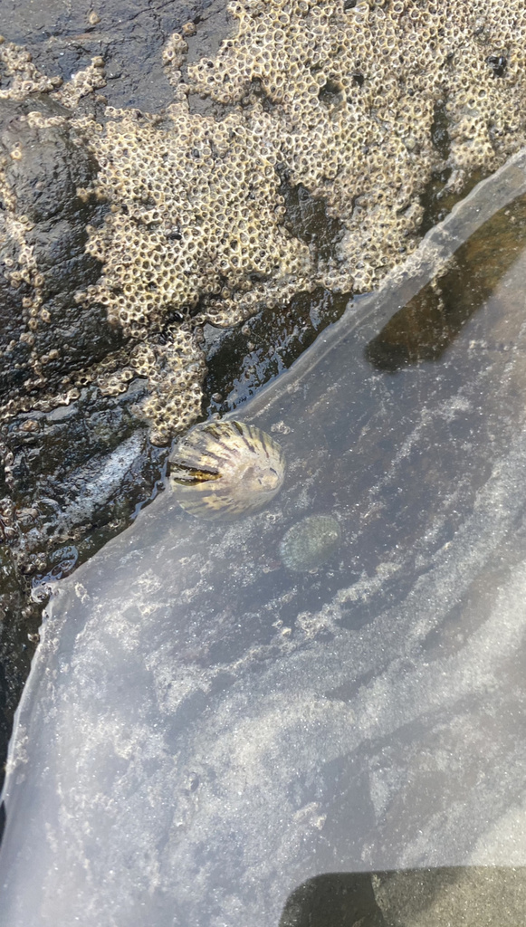 Radiate Limpet in March 2023 by claudiaduckwroth. Location Waihi beach