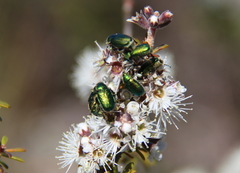 Diphucephala colaspidoides