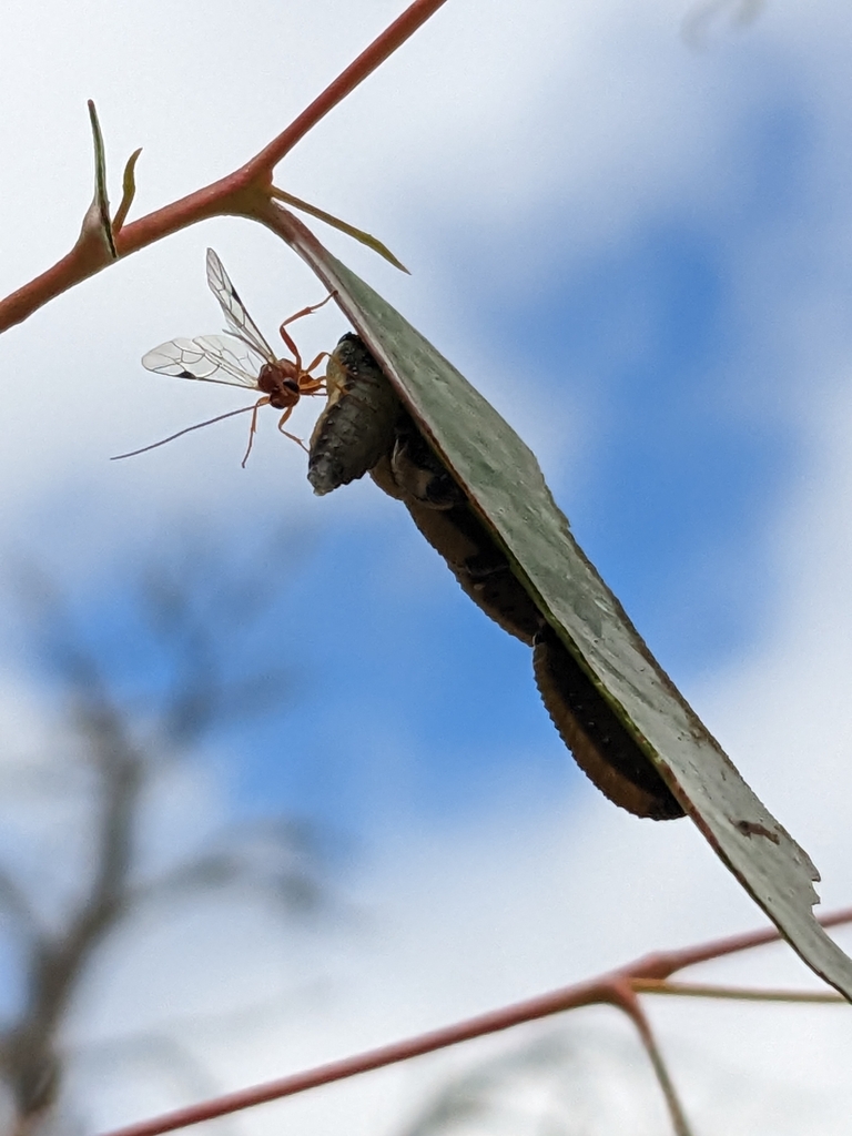 Eadyini
