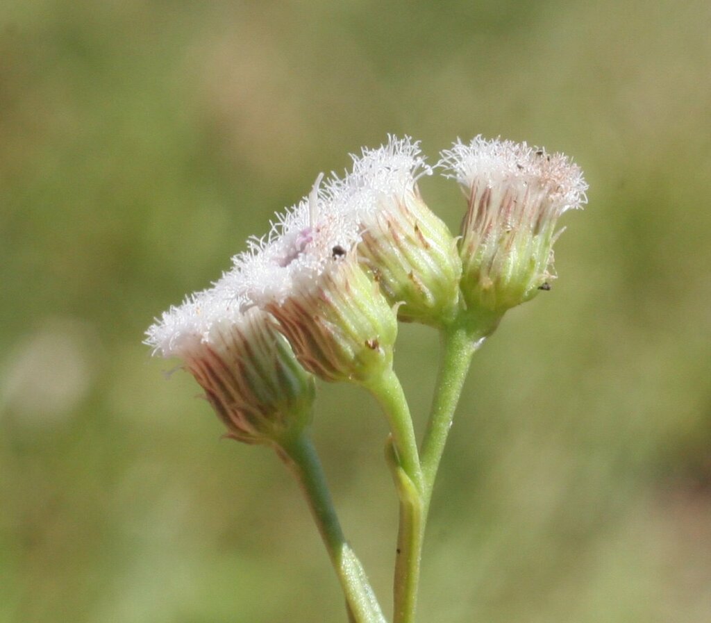 Pluchea rubelliflora
