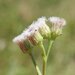 Pluchea rubelliflora - Photo (c) geoffbyrne, μερικά δικαιώματα διατηρούνται (CC BY-NC)