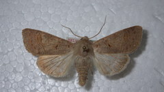 Ammoconia caecimacula