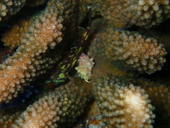 Sebastapistes cyanostigma