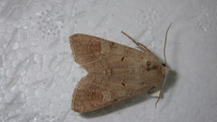 Ammoconia caecimacula