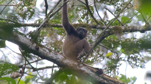East Bornean Gray Gibbon