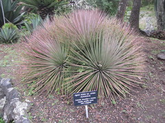 Agave striata striata