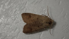 Ammoconia caecimacula