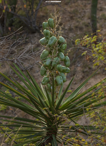 天門冬科  龍舌蘭亞科 絲蘭屬 開普地區絲蘭  Yucca 