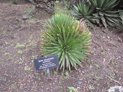 Agave dasylirioides