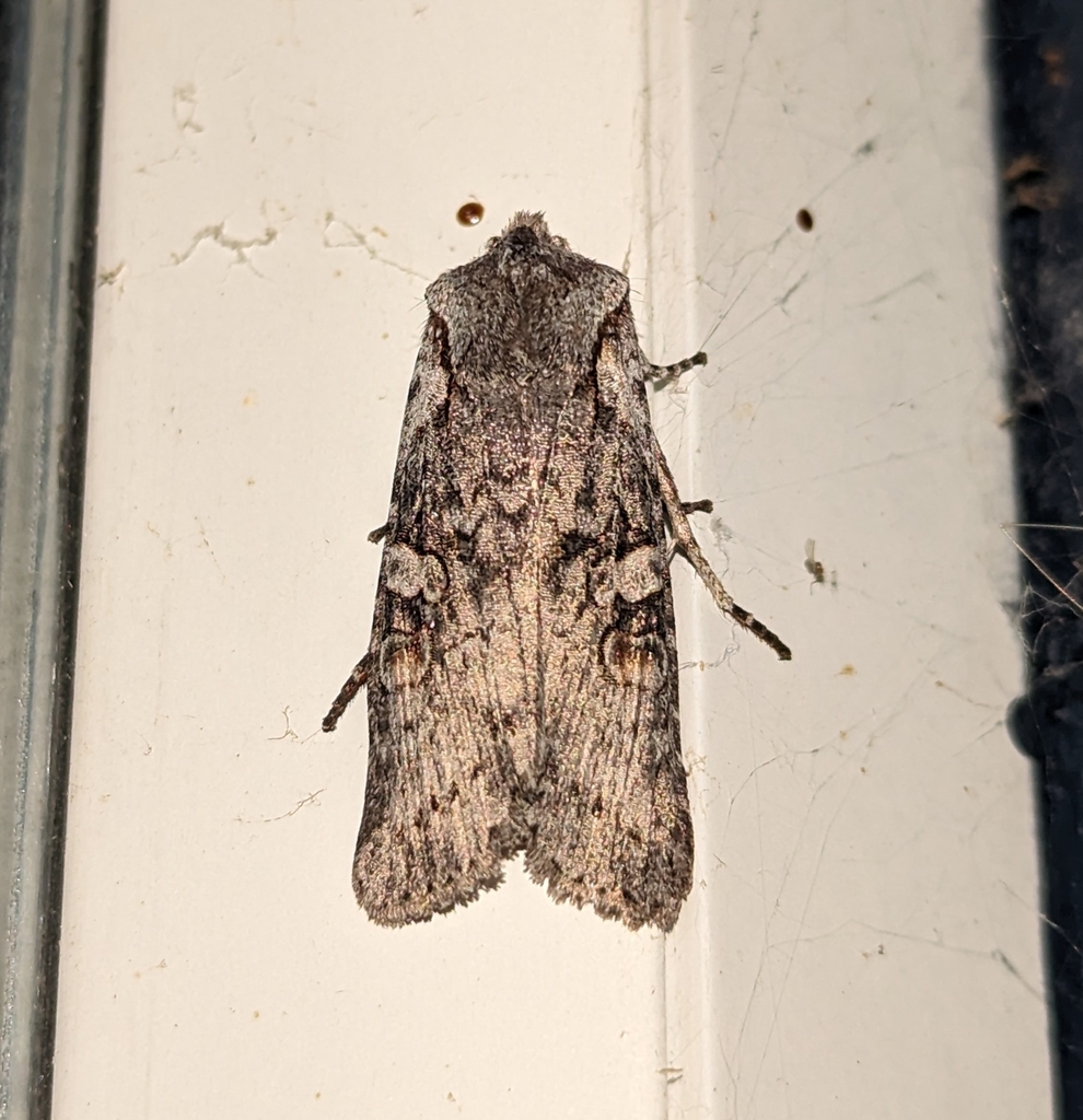 Lithophane pertorrida