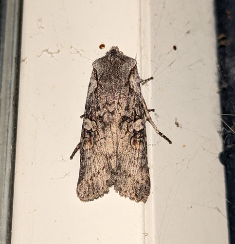 Lithophane pertorrida