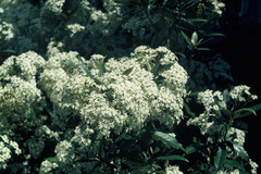 Olearia cheesemanii
