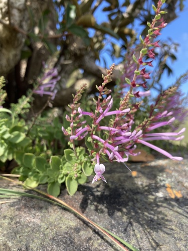 Thorncroftia longiflora image