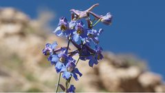 Delphinium parishii subglobosum