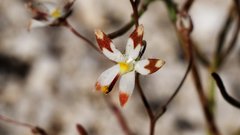 Nemacladus rubescens