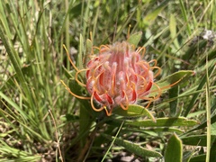 Leucospermum gerrardii image