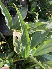 Zantedeschia rehmannii image