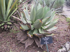 Agave chiapensis