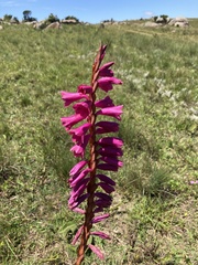 Watsonia pulchra image