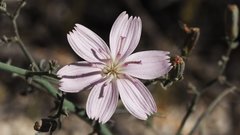 Stephanomeria exigua exigua