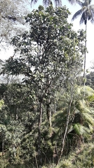 Guarea kunthiana