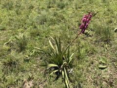 Watsonia pulchra image