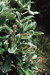 Macrolearia colensoi