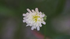 Malacothrix stebbinsii