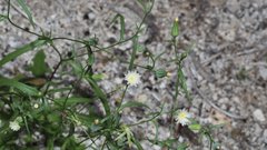 Malacothrix stebbinsii