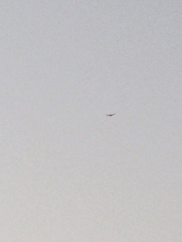 Aeorestes semotus observed 2023-03-09