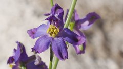 Delphinium parishii subglobosum