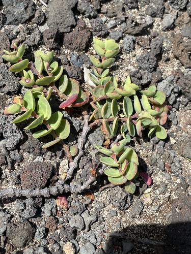 Euphorbia degeneri observed 2023-03-09