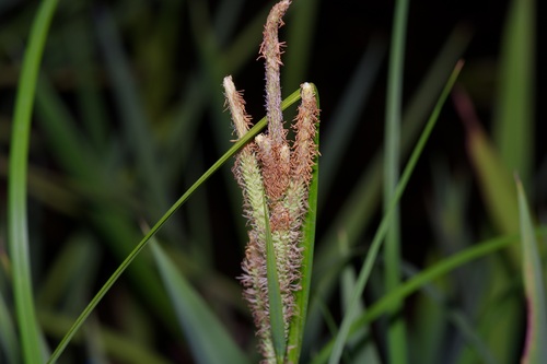 Image of Carex emoryi by (c) Michelle W. （鍾偉瑋）, some rights reserved (CC BY)