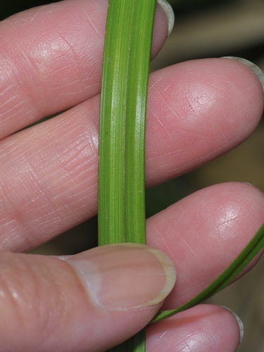 Image of Carex emoryi by (c) Michelle W. （鍾偉瑋）, some rights reserved (CC BY)
