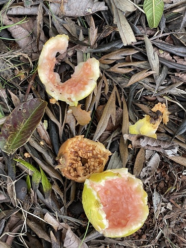 Psidium guajava observed 2023-03-08