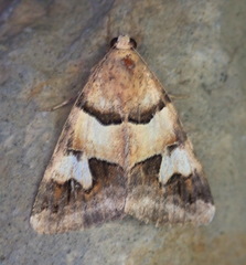 Drasteria pallescens