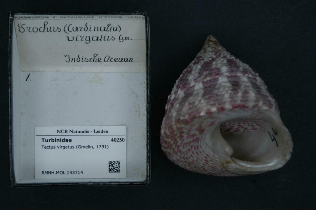smooth mouthed topshell