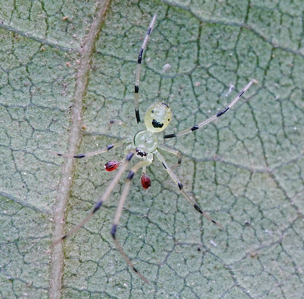 Chrysso bicuspidata