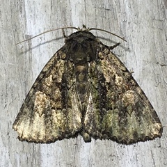 Phosphila miselioides