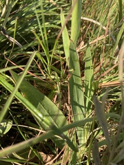 Gladiolus ecklonii image