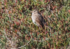 Passerculus sandwichensis rostratus