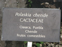 Polaskia chende