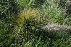 Aciphylla subflabellata