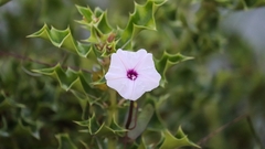 Silver creeper (Ipomoea marginata)