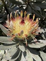 Protea roupelliae subsp. roupelliae image